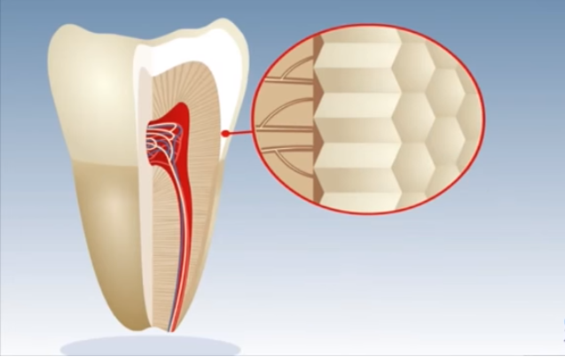 строение эмали зуба